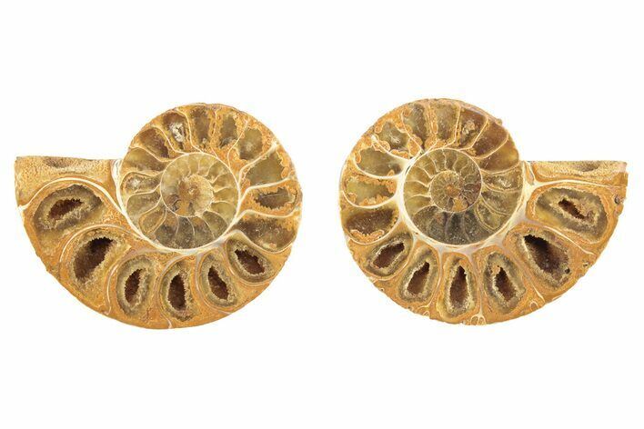 Orange, Jurassic-Aged Cut & Polished Ammonite Fossils - 1 1/4 to 1 1/2" - Photo 1
